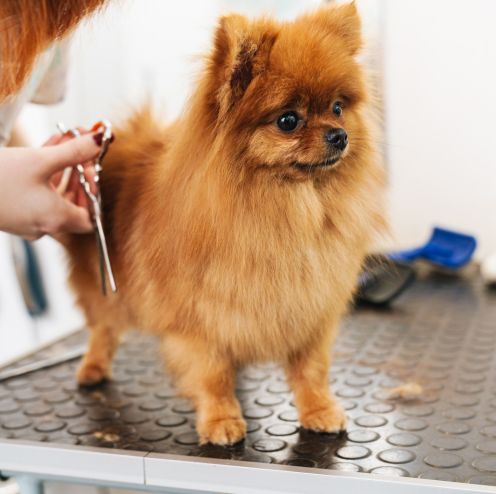 The Confident Grooming Room gives you access to the strategies and insights from my 40 years of career to not only tackle tough clients, but to make them come back again for your service. Barks to Books is a bookkeeping services for pet businesses.