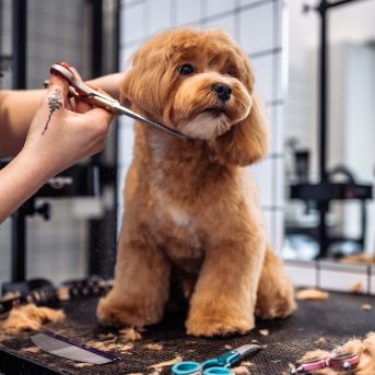 The Confident Grooming Room gives you access to the strategies and insights from my 40 years of career to not only tackle tough clients, but to make them come back again for your service. Barks to Books is a bookkeeping services for pet businesses.