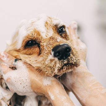 The Confident Grooming Room gives you access to the strategies and insights from my 40 years of career to not only tackle tough clients, but to make them come back again for your service. Barks to Books is a bookkeeping services for pet businesses.